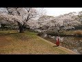 【4K】Morning Yoyogi park ohanami