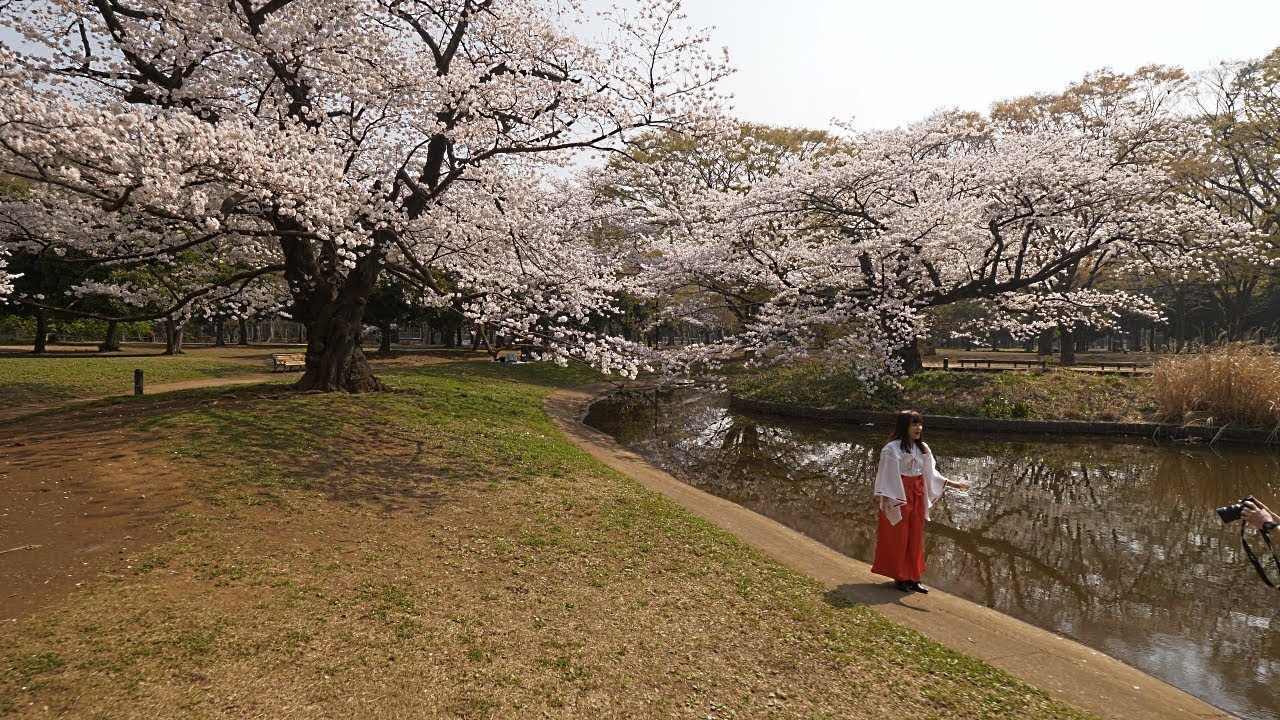 【4K】Ханами в парке Ёёги утром