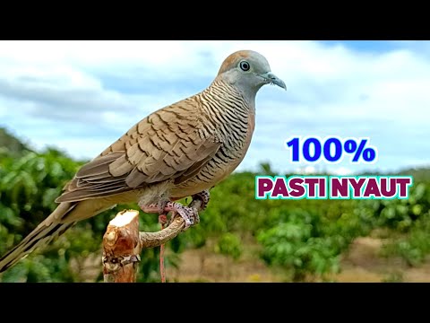 Suara Burung Perkutut Pikat Gacor Bikin Semua Perkutut Langsung Nyaut