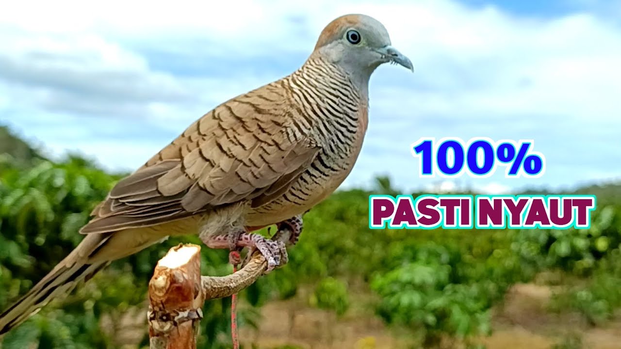 Suara Burung Perkutut Pikat Lokal Alam Ampuh Untuk Pancingan Supaya Gacor