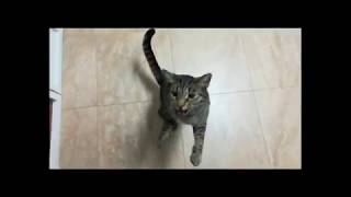 Cat says mama