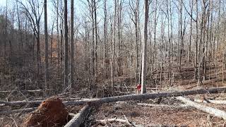 2 More Giant Trees Down – Thanks Chris!