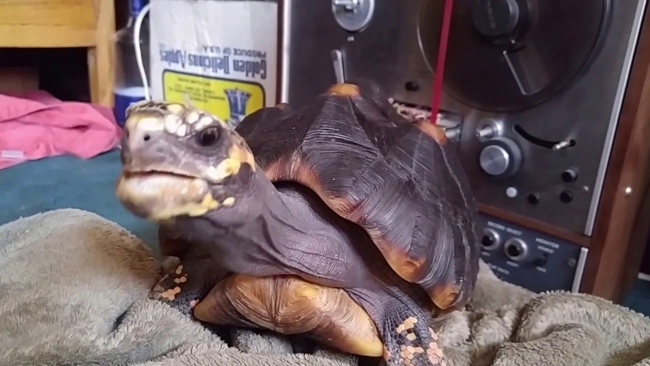 Tortoise sex noises and vocalizations Redfoot Tortoise YouTube