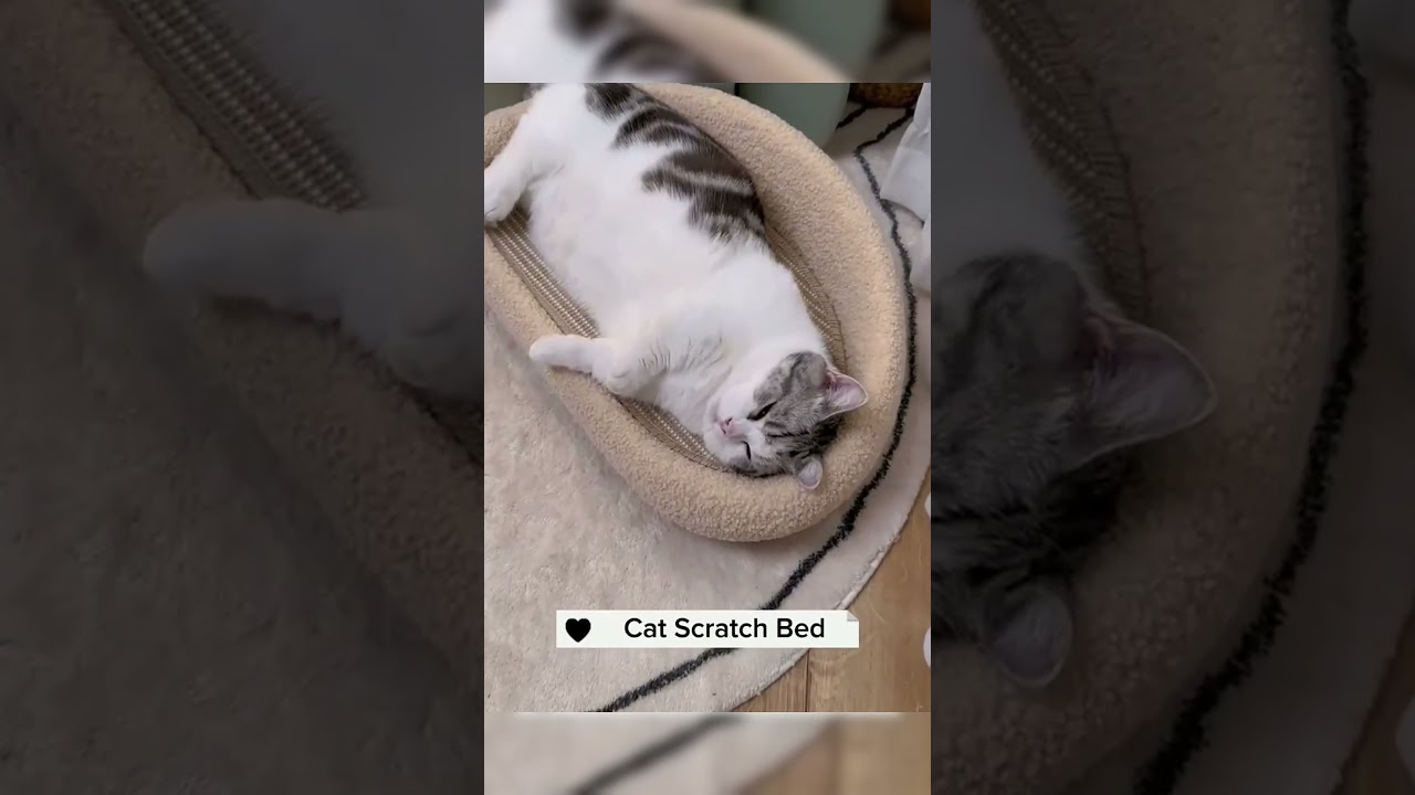 Best Pet Cameras for When You're Away 📹   🔗Link is  on My profile 🐞   #AmazonFinds