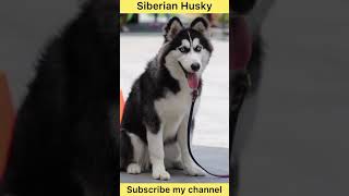 English mastiff vs Siberian husky #shorts