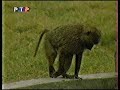 Диалоги о Животных (1998) Павианы