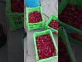 Ош: Базарда сабалган дыйкандын жашоосу кандай өзгөрдү?