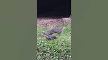 otters x lizard