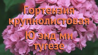 Гортензия крупнолистовая Ю энд ми тугезе 🌿 обзор: как сажать, саженцы гортензии Ю энд ми тугезе