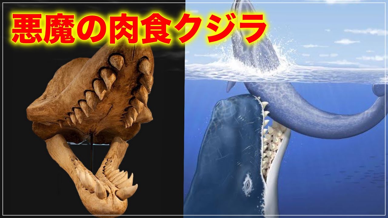 r*l様 博物館級　最恐　古代クジラ　リヴィアタンメルビレイ　歯　化石　鉱物標本 悪魔の巨大肉食クジラ！リヴィアタン・メルビレイの正体【古生物