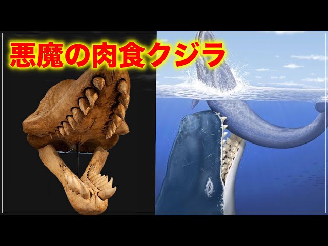y*u様 博物館級　最恐　古代クジラ　リヴィアタンメルビレイ　歯　化石　鉱物 sddefault.jpg