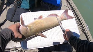 How to Fillet Catfish