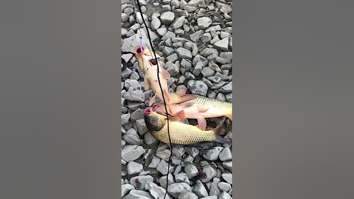 Снасть для ловли сазана. Результат гарантирован. #рыбалка#снасть#fishing#shorts