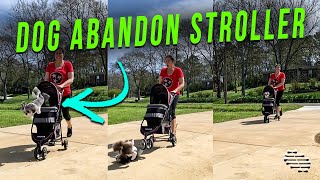 Dog Jump Out the New Stroller While Owner Was Testing It