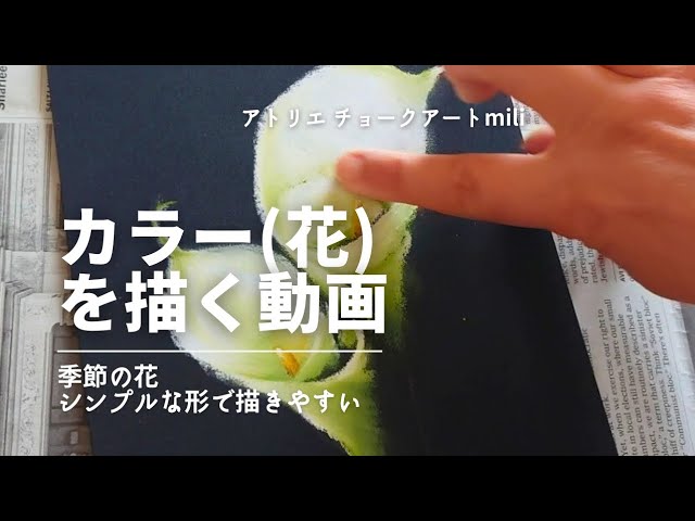 カラー(花)を描く動画/チョークアート/季節の花/カラー/オイルパステル