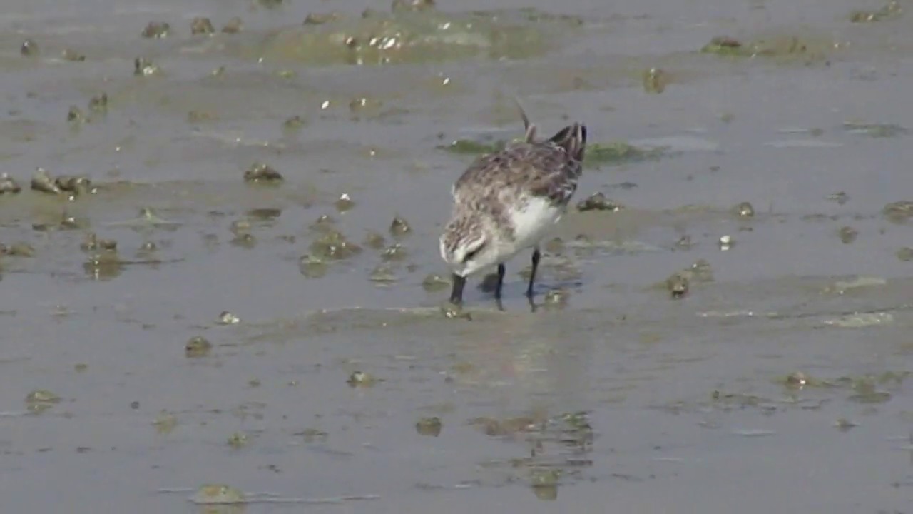 Nanthar & Mayyu Estuary Ramsar Site Myanmar