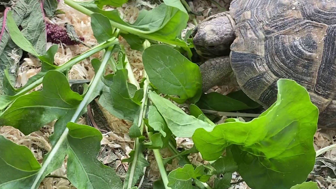 Turtle and pigeons in my Garden Turtles and pigeons in my Garden turtle pigeons garden YouTube