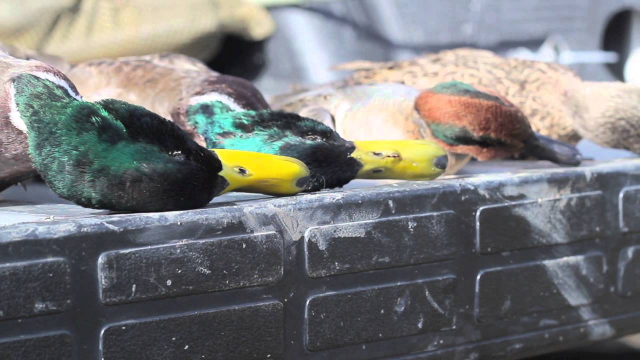 California Duck Hunting 20132014 Season YouTube