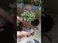 How to plant verbena plant/verbena का पौधा कैसे लगाएं#flowers #plantlove