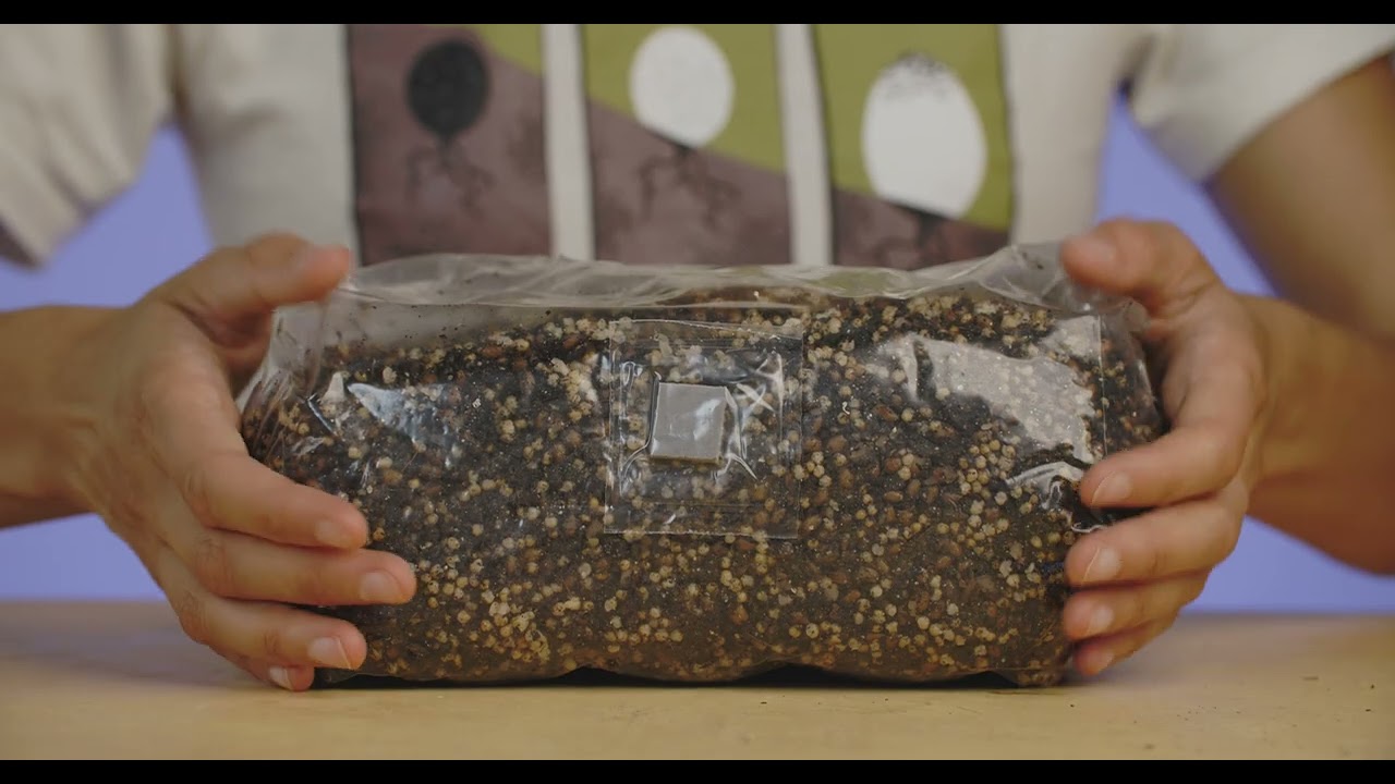 ShroomTek' | Best All-In-One Grow Bag for Mushroom Cultivation