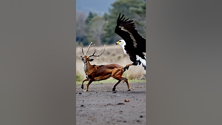 Bald Eagle 🦅 amazing play with realistic deer 🦌💥❤️🦅 #bird #wildlife