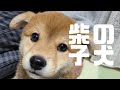 【柴犬】柴の子犬がやってきました