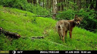 Poconos, PA - Trailcam Compilation June 2021