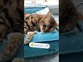 💜Максим і кіт Дін і кішка Династія 🐈🐈  Ніжна кастрація Ветдоктор24 Київ