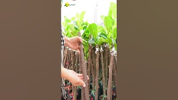 Giao Hàng Từ Bao Nhiêu Cây Giao Có An Toàn Không#welofarm #caygiongchatluong #mitruotdoindo