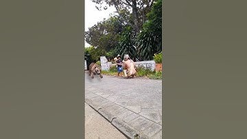 Viral Joko Kendil Parodi Anak Kecil Lucu #shorts #fyp #funny #shinindo #viral