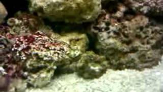 feeding my spotted snake eel