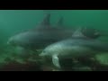 Young Dolphin Plays in the Open Waters | Puck&#39;s Story Part 5 | Dolphins of Shark Bay | BBC Earth