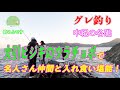 【グレ釣り】中紀の名礁大引ヒジキの裏チョボで名人さん仲間と入れ食い堪能！＃磯つり　＃大引  ＃ヒジキの裏チョボ