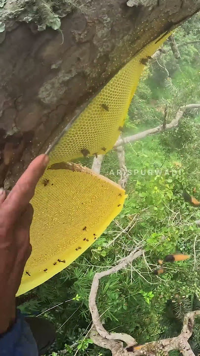 Harvest time is here #arispurwadi #fruit #honeybeedance #nature #bee #honeybeesting
