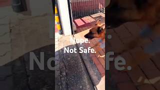 German Shepherds Know What’s Dangerous #germanshepherd #gsd #dog #pets #shorts