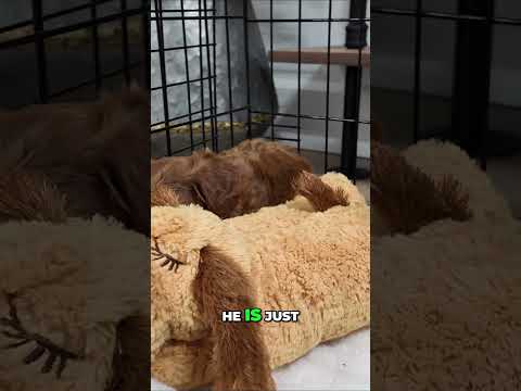 There’s a whole lot of puppy love happening here!
