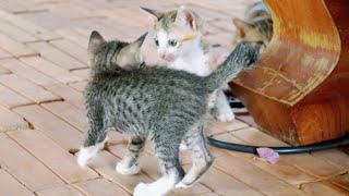 Kitten Angry Sibling Chased Her Tail