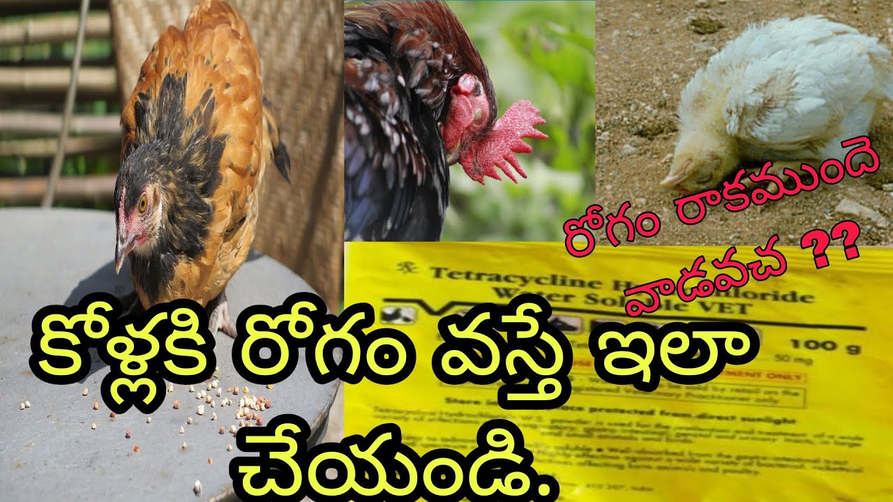 How to  treat and prevent the hens diseases in poultry || In Telugu ||