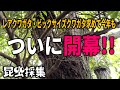 クワガタ探して東西南北！今年も山歩き始めました！