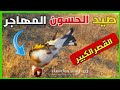 صيد الحسون المهاجر اسهل طريقة لصيد الموقنين