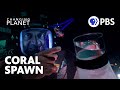 Coral Spawning Events and Their Significance