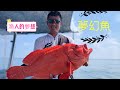 [釣魚]漁人的夢幻魚~價值3000元大紅瓜子班[極品魚獲][red groupe]釣魚賺大錢~