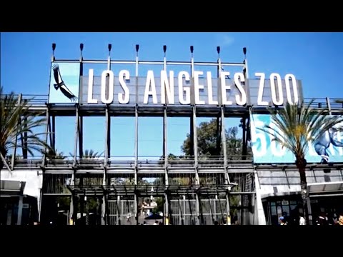 Video: Qué hacer en el zoológico de Los Ángeles en Griffith Park