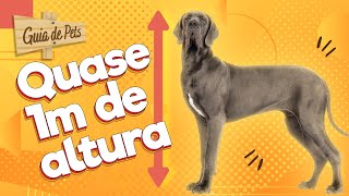 DOGUE ALEMÃO: Saiba tudo sobre o cachorro mais alto que existe! | Guia de Pets