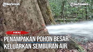 Video Viral Pohon Besar Keluarkan Semburan Air saat akan Ditebang