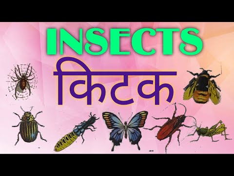 INSECTS कीटक । इनसेक्ट । कीटक । किटक । insect