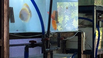 Cách Cá Dĩa Sinh Sản