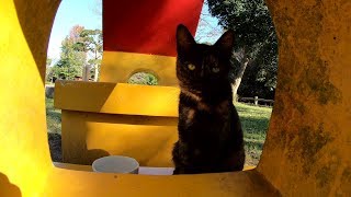 可愛らしい猫のお家に訪問してみた