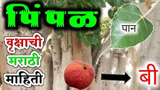 पपळ वकष झडच महत मरठ Peepal Pimpal Tree Information In Marathi