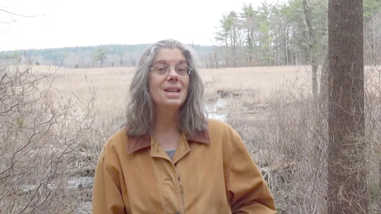 Ames Free Library Presents: Stepping Out Spring Peepers